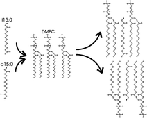 Graphical abstract: Impact on lipid membrane organization by free branched-chain fatty acids