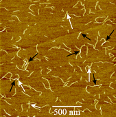 Graphical abstract: Functional polymers: scanning force microscopy insights