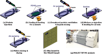 Graphical abstract: Application of a temperature-controllable microreactor to simple and rapid protein identification using MALDI-TOF MS