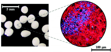 Graphical abstract: Surfactant and polyelectrolyte gel particles for encapsulation and release of aromatic oils