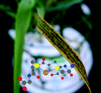 Graphical abstract: Multi-elemental speciation analysis of barley genotypes differing in tolerance to cadmium toxicity using SEC-ICP-MS and ESI-TOF-MS