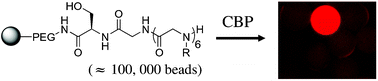 Graphical abstract: Isolation and characterization of coactivator-binding peptoids from a combinatorial library