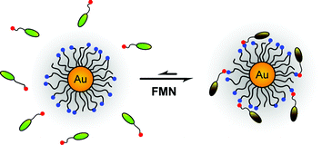 Graphical abstract: Model systems for flavoenzyme activity: Recognition and redox modulation of flavin mononucleotide in water using nanoparticles