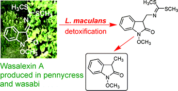 Graphical abstract: Metabolism of the crucifer phytoalexins wasalexin A and B in the plant pathogenic fungus Leptosphaeria maculans