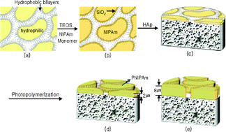 Graphical abstract: Functional scaffolds of bicontinuous, thermoresponsive L3-phase silica/hydroxyapatite nanocomposites