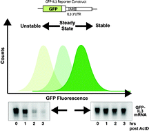 Graphical abstract: A GFP-based assay for monitoring post-transcriptional regulation of ARE-mRNA turnover