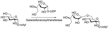 Graphical abstract: Expression and initial characterization of WbbI, a putative d-Galf:α-d-Glc β-1,6-galactofuranosyltransferase from Escherichia coli K-12