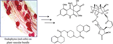 Graphical abstract: Biology and chemistry of endophytes