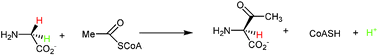 Graphical abstract: Mechanism and substrate stereochemistry of 2-amino-3-oxobutyrate CoA ligase: implications for 5-aminolevulinate synthase and related enzymes