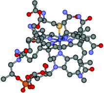 Graphical abstract: A simple, convenient method to synthesize cobalamins: synthesis of homocysteinylcobalamin, N-acetylcysteinylcobalamin, 2-N-acetylamino-2-carbomethoxyethanethiolatocobalamin, sulfitocobalamin and nitrocobalamin