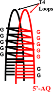 Graphical abstract: Long-distance radical cation transport in DNA: horizontal charge hopping in a dimeric quadruplex