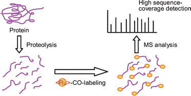 Graphical abstract: High sequence-coverage detection of proteolytic peptides using a bis(terpyridine)ruthenium(ii) complex