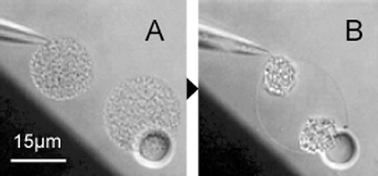 Graphical abstract: Dynamic microcompartmentalization of giant unilamellar vesicles by sol–gel transition and temperature induced shrinking/swelling of poly(N-isopropyl acrylamide)