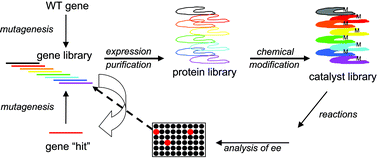 Graphical abstract: Directed evolution of hybrid enzymes: Evolving enantioselectivity of an achiral Rh-complex anchored to a protein