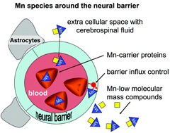 Graphical abstract: Size characterization of manganese species from human serum and cerebrospinal fluid using size exclusion chromatography coupled to inductively coupled plasma mass spectrometry