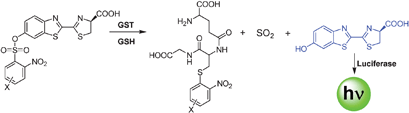 Graphical abstract: Electrophilic aromatic substituted luciferins as bioluminescent probes for glutathione S-transferase assays