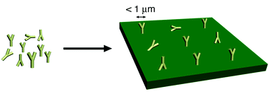 Graphical abstract: Nanopatterning proteins and peptides