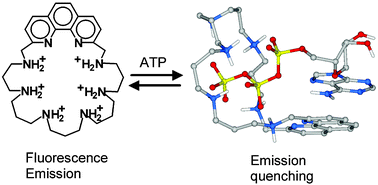 Graphical abstract: ATP Recognition and sensing with a phenanthroline-containing polyammonium receptor