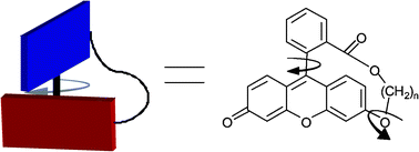 Graphical abstract: Spectroscopic studies of a fluorescent fluoresceinophane formed via a practical synthetic route