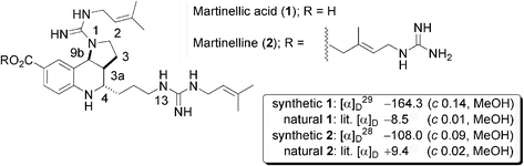 Graphical abstract: Asymmetric total synthesis of martinelline and martinellic acid