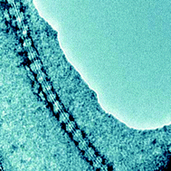 Graphical abstract: Fiddling the string of carbon nanotubes with amphiphiles