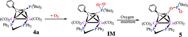 Graphical abstract: Oxygen insertion in a carbon–phosphorus bond of the phenylethynyl-di-(tert-butyl)-phosphine bridged dicobalt complex: exploring the nature of oxygen migration using DFT
