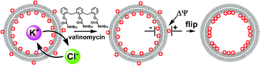 Graphical abstract: Towards improved gene delivery: Flip of cationic lipids in highly polarized liposomes