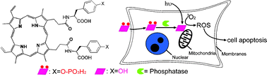 Graphical abstract: Using enzymatic reactions to enhance the photodynamic therapy effect of porphyrin dityrosine phosphates