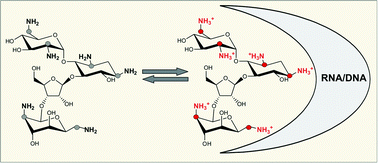 Graphical abstract: A simple NMR analysis of the protonation equilibrium that accompanies aminoglycoside recognition: Dramatic alterations in the neomycin-B protonation state upon binding to a 23-mer RNA aptamer