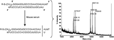 Graphical abstract: MALDI-TOF mass spectral analysis of siRNA degradation in serum confirms an RNAse A-like activity