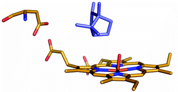 Graphical abstract: Mechanisms of reaction in cytochrome P450: hydroxylation of camphor in P450cam