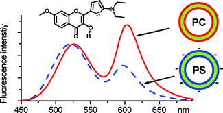 Graphical abstract: Fluorescent dyes undergoing intramolecular proton transfer with improved sensitivity to surface charge in lipid bilayers