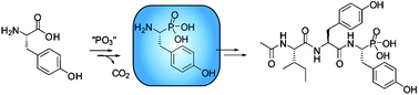 Graphical abstract: Phosphonopeptide K-26 biosynthetic intermediates in Astrosporangium hypotensionis