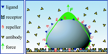 Graphical abstract: Vesicles as a model for controlled (de-)adhesion of cells: a thermodynamic approach