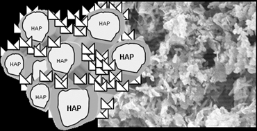 Graphical abstract: Physical properties and in vitro bioactivity of hierarchical porous silica–HAP composites