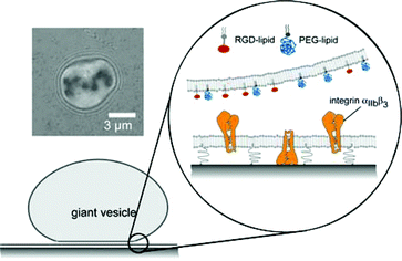 Graphical abstract: Polymer-tethered membranes as quantitative models for the study of integrin-mediated cell adhesion