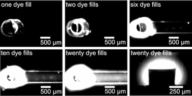 Graphical abstract: PDMS absorption of small molecules and consequences in microfluidic applications