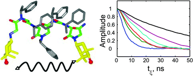 Graphical abstract: Characterizing the structure and dynamics of folded oligomers: Pulsed ESR studies of peptoid helices