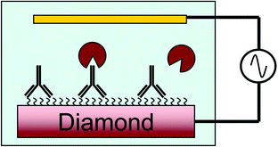 Graphical abstract: Direct electrical detection of antigen–antibody binding on diamond and silicon substrates using electrical impedance spectroscopy