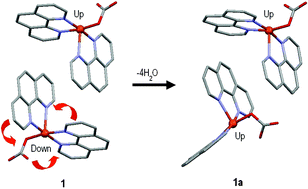 Graphical abstract: A molecular ‘back-flip’: the structural consequences of the crystal-to-crystal phase transition between [(phen)2CuCO3]·11H2O and [(phen)2CuCO3]·7H2O