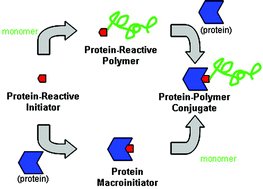 Graphical abstract: Synthesis of protein–polymer conjugates