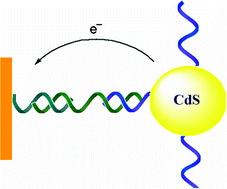 Graphical abstract: Self-assembly of semiconductor quantum-dots on electrodes for photoelectrochemical biosensing