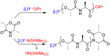 Graphical abstract: Ring-opening polymerization of 3,6-dimethyl-2,5-morpholinedione with discrete amino-alkoxy-bis(phenolate) yttrium initiators: mechanistic insights