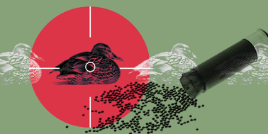 Graphical abstract: Is there a need to re-examine the approval of bismuth shotshell as a non-toxic alternative to lead based on the precautionary principle?