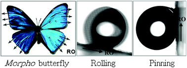 Graphical abstract: Directional adhesion of superhydrophobic butterfly wings