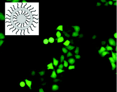 Graphical abstract: Functionalisation of calcium phosphate nanoparticles by oligonucleotides and their application for gene silencing