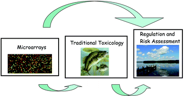 Graphical abstract: Fish ‘n’ chips: the use of microarrays for aquatic toxicology