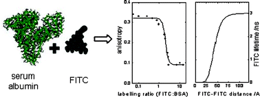 Graphical abstract: Effect of the labelling ratio on the photophysics of fluorescein isothiocyanate (FITC) conjugated to bovine serum albumin