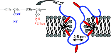 Graphical abstract: Long-living channels of well defined radius opened in lipid bilayers by polydisperse, hydrophobically-modified polyacrylic acids