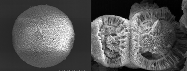 Graphical abstract: First direct-formation and properties of microspherical superstructure. Morphology of diamineplatinum(ii) complexes with isonicotinate